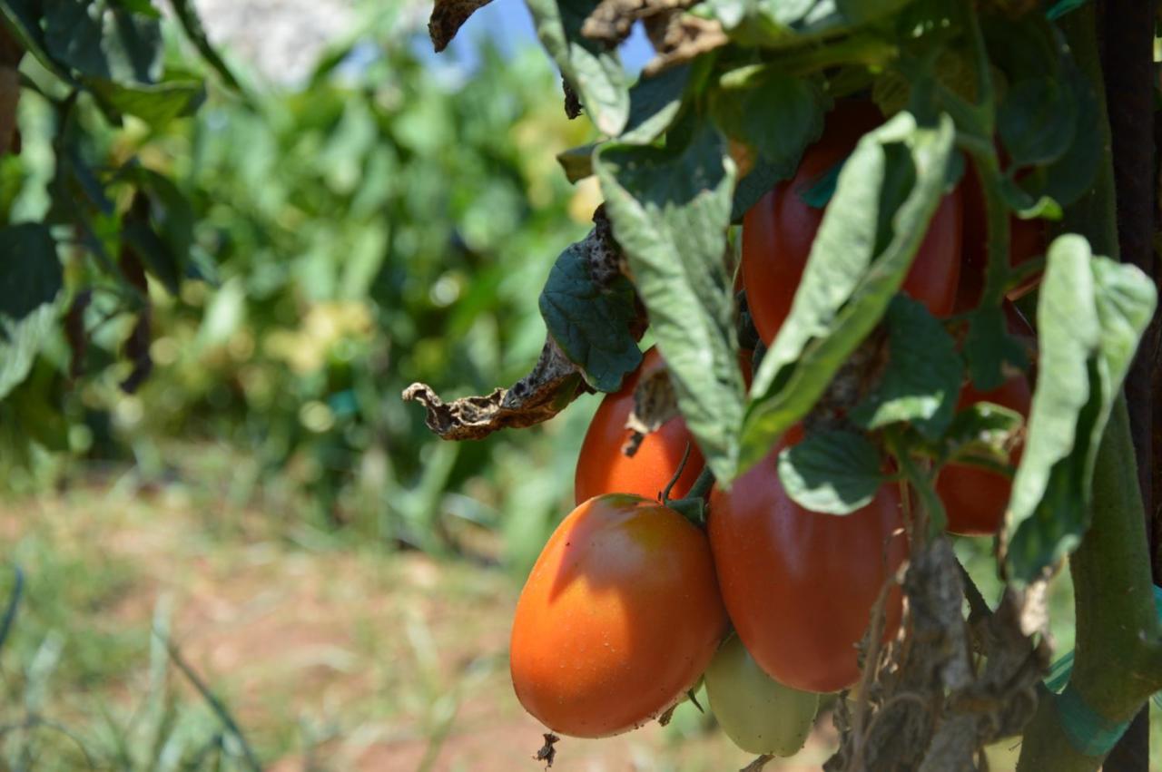 סנט לואיס Turismo Rural Biniati Des Pi מראה חיצוני תמונה